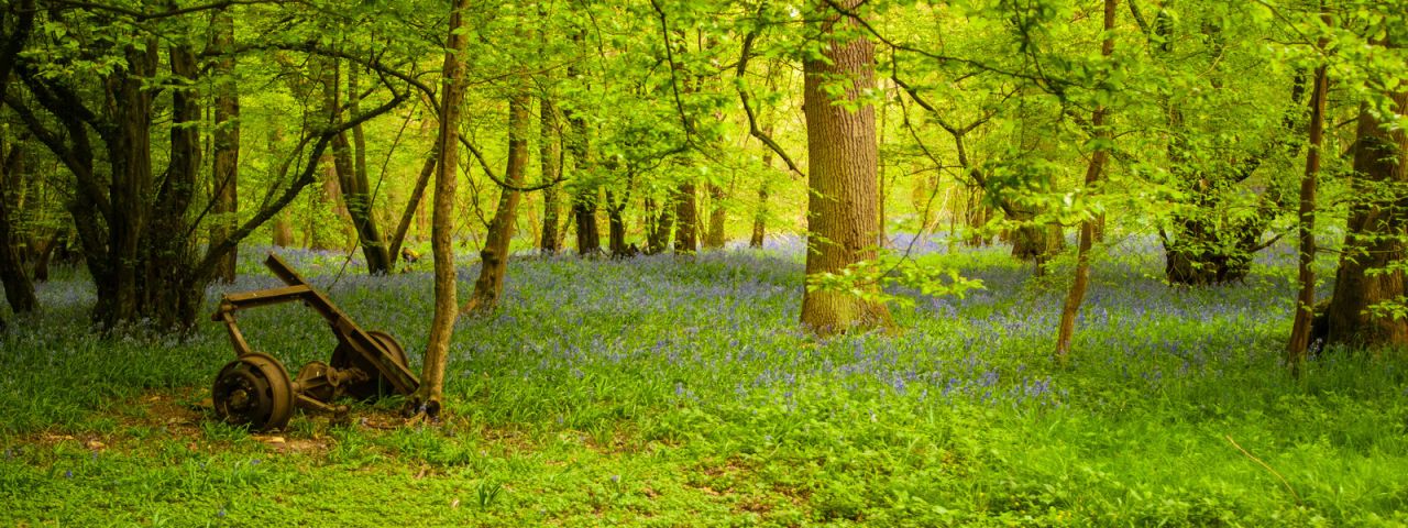 Heartwood Forest | St Albans | Inglaterra | Reino Unido