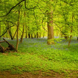 Heartwood Forest