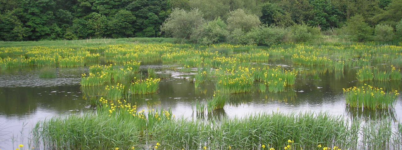 Rodley Nature Reserve | Leeds | England | United Kingdom