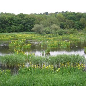 Rodley Nature Reserve