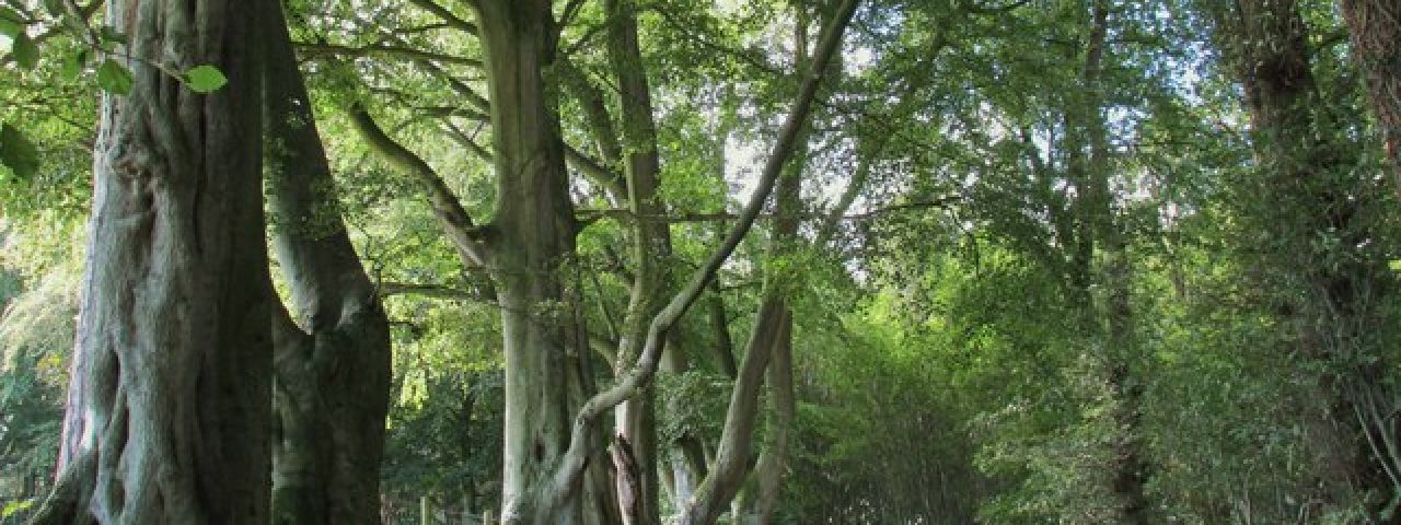 Talkin Tarn Country Park | Brampton | England | United Kingdom