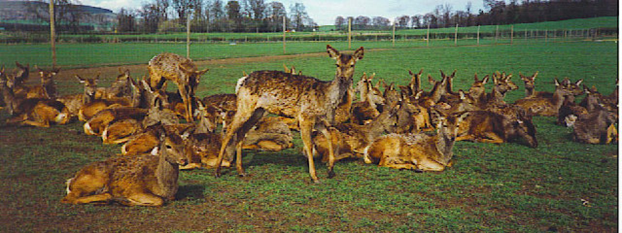 The Scottish Deer Centre | Cupar | Scotland | United Kingdom