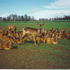 The Scottish Deer Centre