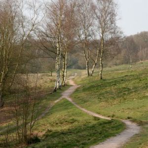 National Trust - Downs Banks