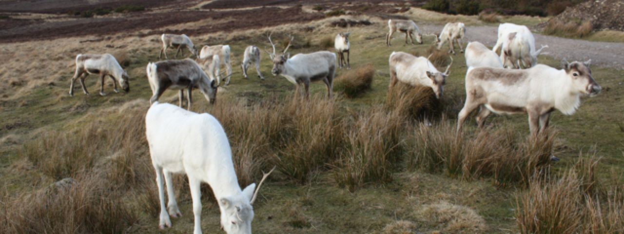 Cairngorm Herd | Aviemore | Scotland | United Kingdom