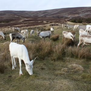 Cairngorm Herd