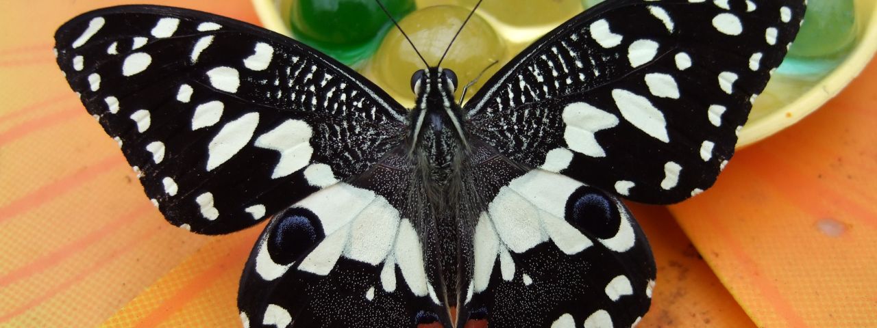 House of Bordano Butterfly | Bordano | Friuli-Venezia Giulia | Italy